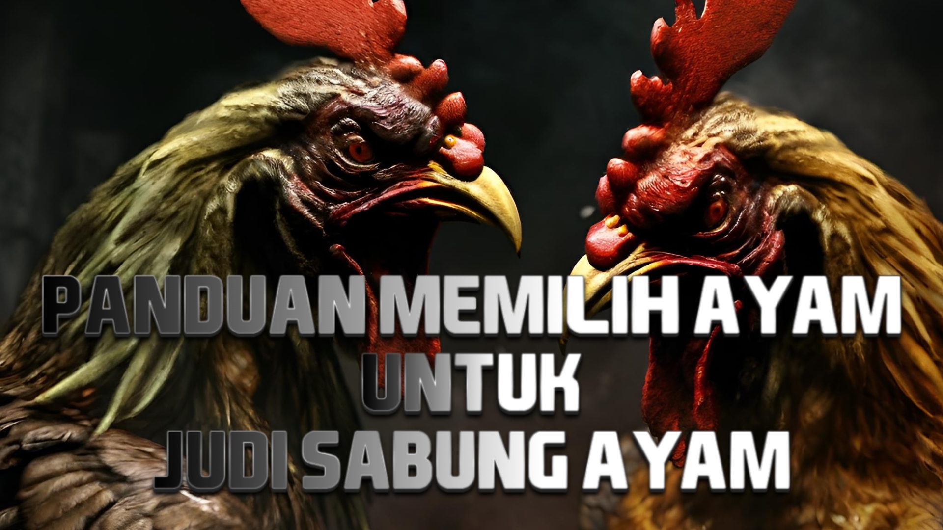 Panduan Memilih Ayam untuk Judi Sabung Ayam